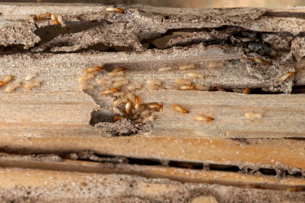 Best Best Pest Control Companies  in Ten Mile Run, NJ