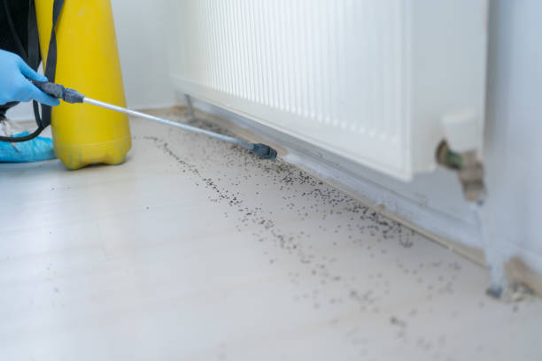 Best Insect Control  in Ten Mile Run, NJ